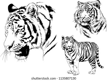 vector drawings sketches different predator , tigers lions cheetahs and leopards are drawn in ink by hand , objects with no background