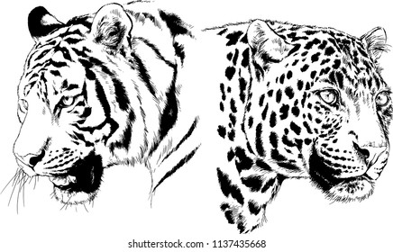 vector drawings sketches different predator , tigers lions cheetahs and leopards are drawn in ink by hand , objects with no background
