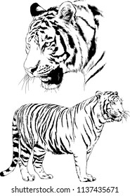 vector drawings sketches different predator , tigers lions cheetahs and leopards are drawn in ink by hand , objects with no background