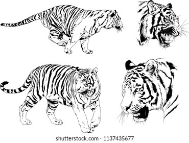 vector drawings sketches different predator , tigers lions cheetahs and leopards are drawn in ink by hand , objects with no background