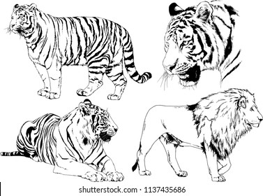 vector drawings sketches different predator , tigers lions cheetahs and leopards are drawn in ink by hand , objects with no background