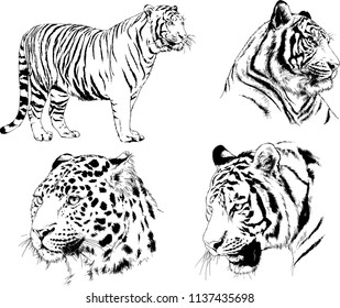 vector drawings sketches different predator , tigers lions cheetahs and leopards are drawn in ink by hand , objects with no background