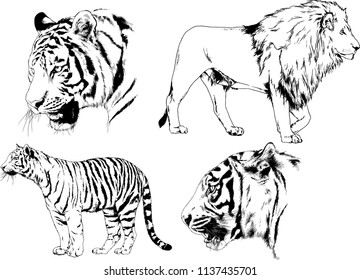 vector drawings sketches different predator , tigers lions cheetahs and leopards are drawn in ink by hand , objects with no background