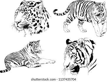 vector drawings sketches different predator , tigers lions cheetahs and leopards are drawn in ink by hand , objects with no background