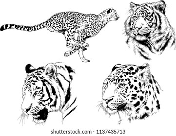 vector drawings sketches different predator , tigers lions cheetahs and leopards are drawn in ink by hand , objects with no background
