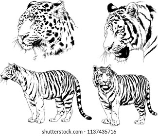 vector drawings sketches different predator , tigers lions cheetahs and leopards are drawn in ink by hand , objects with no background