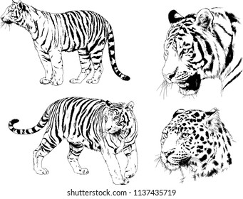 vector drawings sketches different predator , tigers lions cheetahs and leopards are drawn in ink by hand , objects with no background