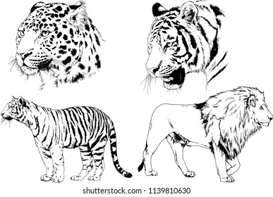 vector drawings sketches different predator , tigers lions cheetahs and leopards are drawn in ink by hand , objects with no background