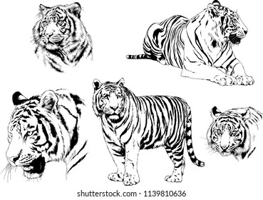 vector drawings sketches different predator , tigers lions cheetahs and leopards are drawn in ink by hand , objects with no background