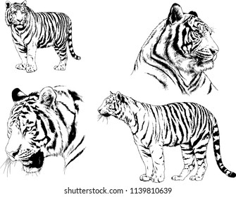 vector drawings sketches different predator , tigers lions cheetahs and leopards are drawn in ink by hand , objects with no background