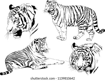 vector drawings sketches different predator , tigers lions cheetahs and leopards are drawn in ink by hand , objects with no background