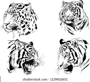 vector drawings sketches different predator , tigers lions cheetahs and leopards are drawn in ink by hand , objects with no background