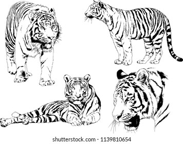 vector drawings sketches different predator , tigers lions cheetahs and leopards are drawn in ink by hand , objects with no background