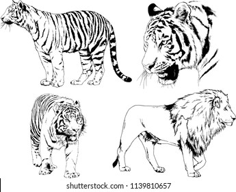 vector drawings sketches different predator , tigers lions cheetahs and leopards are drawn in ink by hand , objects with no background