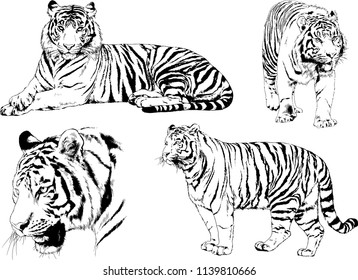vector drawings sketches different predator , tigers lions cheetahs and leopards are drawn in ink by hand , objects with no background