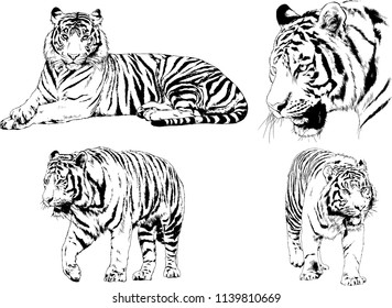 vector drawings sketches different predator , tigers lions cheetahs and leopards are drawn in ink by hand , objects with no background