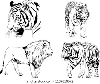 vector drawings sketches different predator , tigers lions cheetahs and leopards are drawn in ink by hand , objects with no background