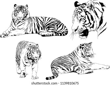 vector drawings sketches different predator , tigers lions cheetahs and leopards are drawn in ink by hand , objects with no background