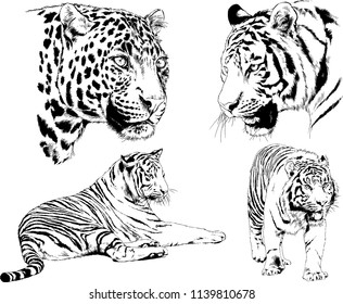 vector drawings sketches different predator , tigers lions cheetahs and leopards are drawn in ink by hand , objects with no background