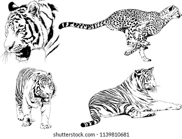 vector drawings sketches different predator , tigers lions cheetahs and leopards are drawn in ink by hand , objects with no background