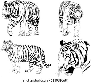 vector drawings sketches different predator , tigers lions cheetahs and leopards are drawn in ink by hand , objects with no background