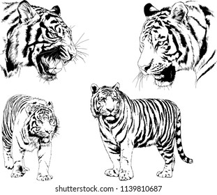 vector drawings sketches different predator , tigers lions cheetahs and leopards are drawn in ink by hand , objects with no background