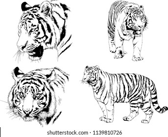 vector drawings sketches different predator , tigers lions cheetahs and leopards are drawn in ink by hand , objects with no background