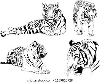 vector drawings sketches different predator , tigers lions cheetahs and leopards are drawn in ink by hand , objects with no background