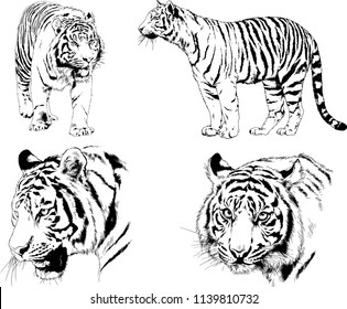 vector drawings sketches different predator , tigers lions cheetahs and leopards are drawn in ink by hand , objects with no background