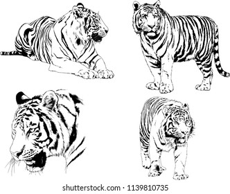 vector drawings sketches different predator , tigers lions cheetahs and leopards are drawn in ink by hand , objects with no background