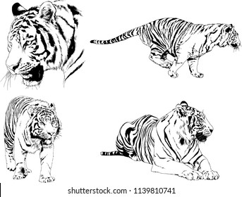 vector drawings sketches different predator , tigers lions cheetahs and leopards are drawn in ink by hand , objects with no background
