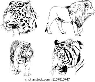 vector drawings sketches different predator , tigers lions cheetahs and leopards are drawn in ink by hand , objects with no background
