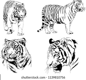 vector drawings sketches different predator , tigers lions cheetahs and leopards are drawn in ink by hand , objects with no background