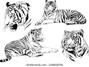 vector drawings sketches different predator , tigers lions cheetahs and leopards are drawn in ink by hand , objects with no background
