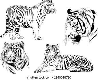 vector drawings sketches different predator , tigers lions cheetahs and leopards are drawn in ink by hand , objects with no background
