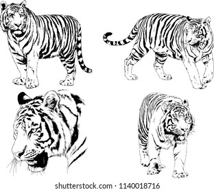 vector drawings sketches different predator , tigers lions cheetahs and leopards are drawn in ink by hand , objects with no background
