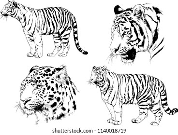 vector drawings sketches different predator , tigers lions cheetahs and leopards are drawn in ink by hand , objects with no background
