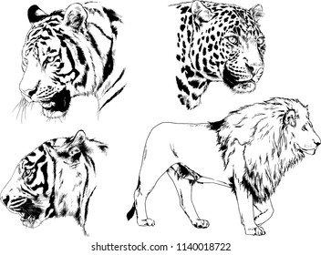 vector drawings sketches different predator , tigers lions cheetahs and leopards are drawn in ink by hand , objects with no background
