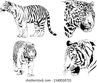 vector drawings sketches different predator , tigers lions cheetahs and leopards are drawn in ink by hand , objects with no background
