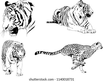 vector drawings sketches different predator , tigers lions cheetahs and leopards are drawn in ink by hand , objects with no background
