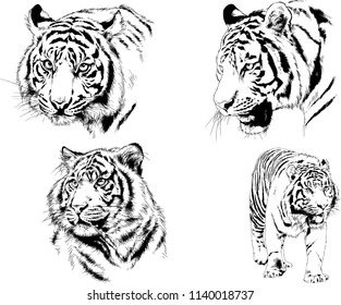 vector drawings sketches different predator , tigers lions cheetahs and leopards are drawn in ink by hand , objects with no background
