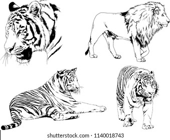 vector drawings sketches different predator , tigers lions cheetahs and leopards are drawn in ink by hand , objects with no background
