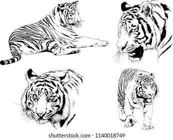 Vector Drawings Sketches Different Predator Tigers Stock Vector ...