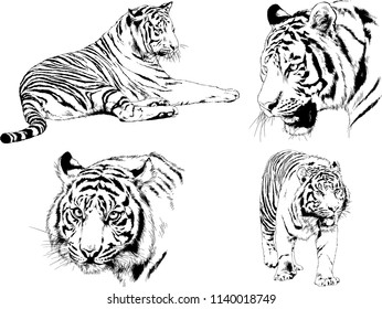 vector drawings sketches different predator , tigers lions cheetahs and leopards are drawn in ink by hand , objects with no background

