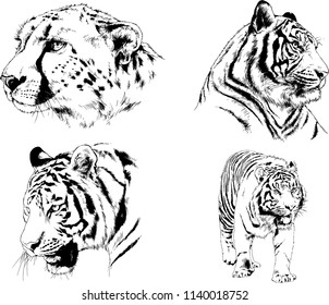 vector drawings sketches different predator , tigers lions cheetahs and leopards are drawn in ink by hand , objects with no background
