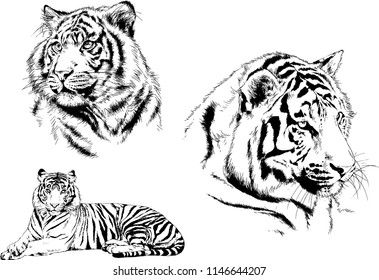 vector drawings sketches different predator , tigers lions cheetahs and leopards are drawn in ink by hand , objects with no background