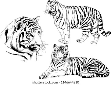 vector drawings sketches different predator , tigers lions cheetahs and leopards are drawn in ink by hand , objects with no background