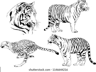 vector drawings sketches different predator , tigers lions cheetahs and leopards are drawn in ink by hand , objects with no background