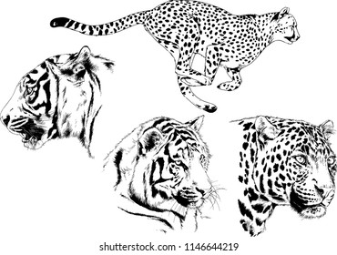 vector drawings sketches different predator , tigers lions cheetahs and leopards are drawn in ink by hand , objects with no background