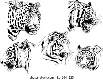 vector drawings sketches different predator , tigers lions cheetahs and leopards are drawn in ink by hand , objects with no background